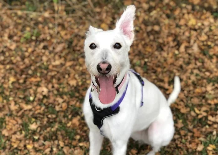 Daisy
									
																		
									
										Applications Closed
									
									
					, white female mixed breed for adoption at RSPCA Danaher Animal Home, Braintree — photo 5 of 10