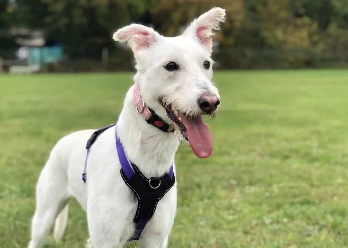 Daisy
									
																		
									
										Applications Closed
									
									
					, white female mixed breed for adoption at RSPCA Danaher Animal Home, Braintree — photo 6 of 10