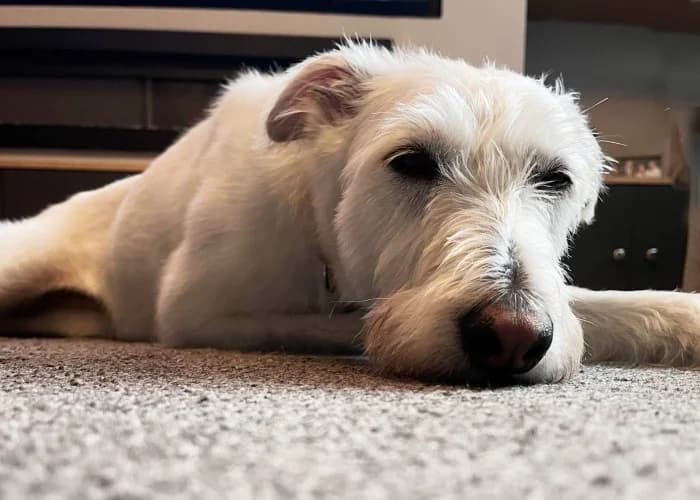 Daisy
									
																		
									
										Applications Closed
									
									
					, white female mixed breed for adoption at RSPCA Danaher Animal Home, Braintree — photo 7 of 10