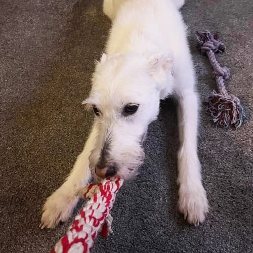 Daisy
									
																		
									
										Applications Closed
									
									
					, white female mixed breed for adoption at RSPCA Danaher Animal Home, Braintree — photo 8 of 10