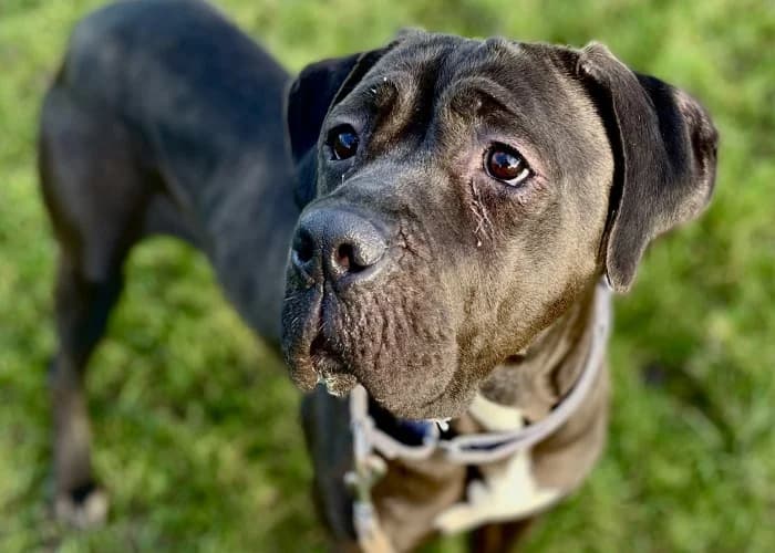 Nala
									
																		
									
										Available
									
									
									
						, female Mastiff for adoption at RSPCA Danaher Animal Home, Braintree