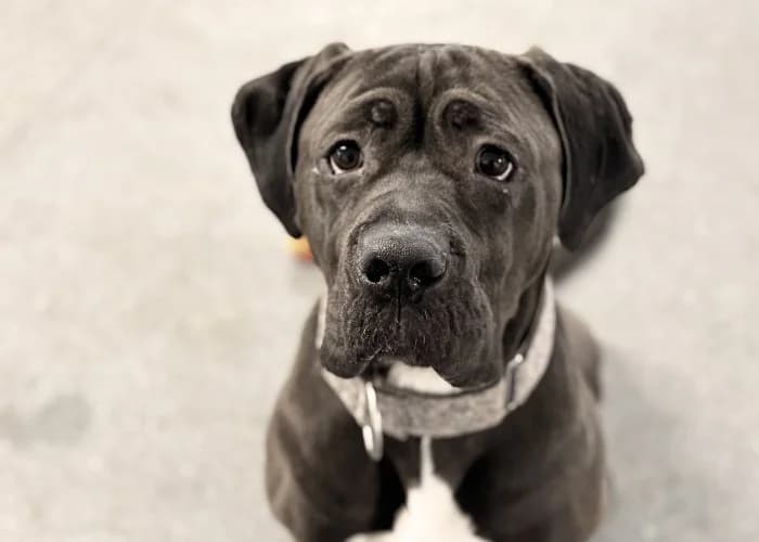 Nala
									
																		
									
										Available
									
									
									
						, grey female Mastiff for adoption at RSPCA Danaher Animal Home, Braintree — photo 3 of 6