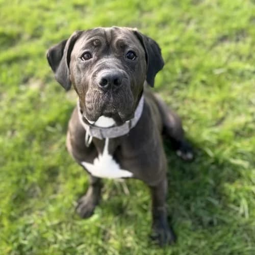 Nala
									
																		
									
										Available
									
									
									
						, grey female Mastiff for adoption at RSPCA Danaher Animal Home, Braintree — photo 4 of 6
