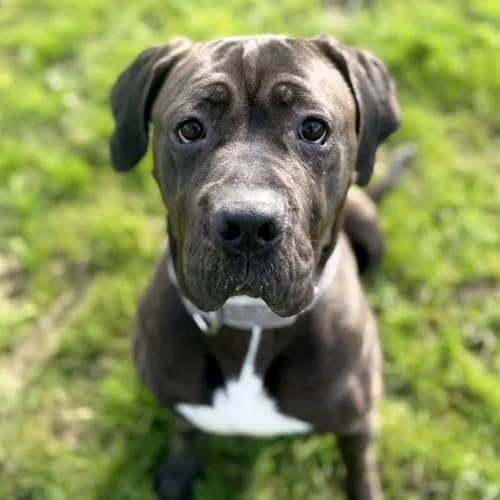 Nala
									
																		
									
										Available
									
									
									
						, grey female Mastiff for adoption at RSPCA Danaher Animal Home, Braintree — photo 5 of 6