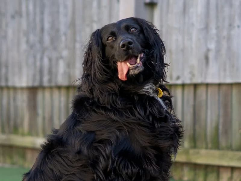 Ava, female senior Mixed Breed for adoption at Dogs Trust Kenilworth, Kenilworth
