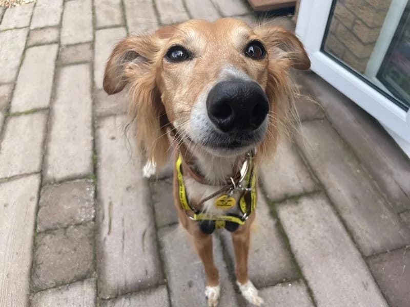Lizzie Longlegs, female senior mixed breed for adoption at Dogs Trust West Calder, West Calder