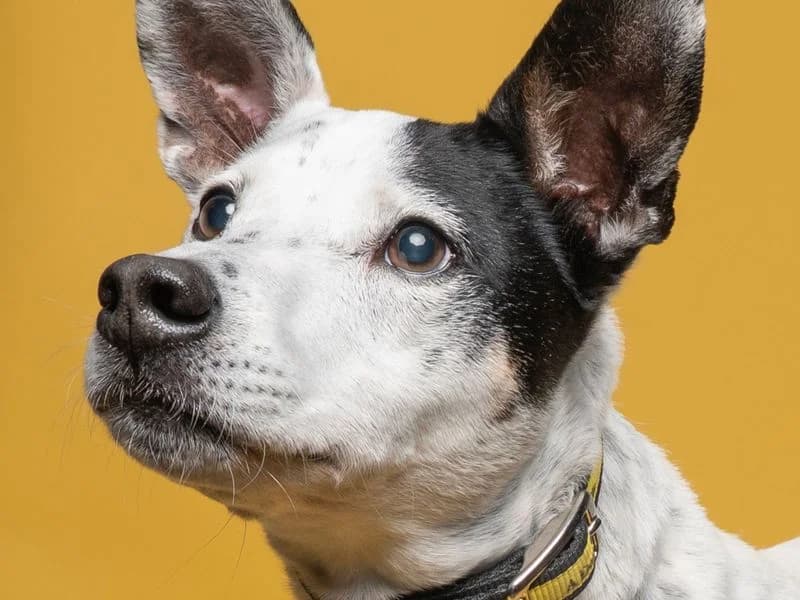 Patches, male senior Mixed Breed for adoption at Dogs Trust Merseyside, Liverpool