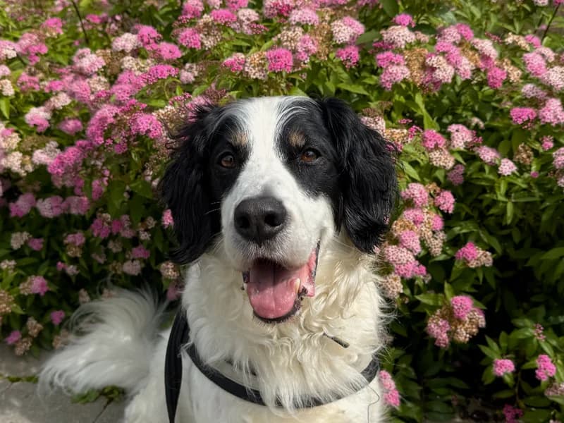 Zebedee, male senior Mixed Breed for adoption at Dogs Trust Ballymena, Ballymena
