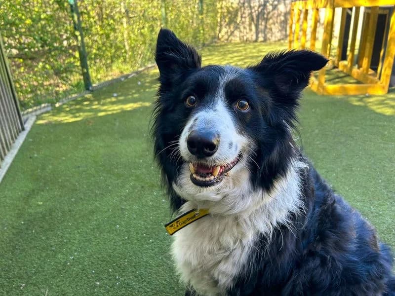 Pip, male senior Collie for adoption at Dogs Trust Basildon, Wickford