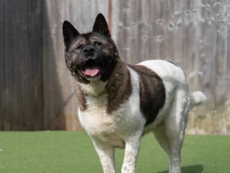Smokie, female senior Akita for adoption at Dogs Trust Kenilworth, Kenilworth