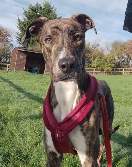 Will available, male young Greyhound for adoption at National Animal Welfare Trust, Watford