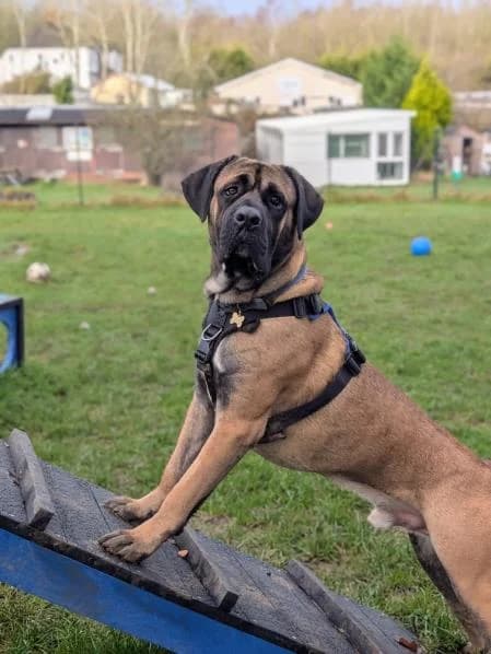 Hugo available, male 4yo Mastiff for adoption at National Animal Welfare Trust, Watford