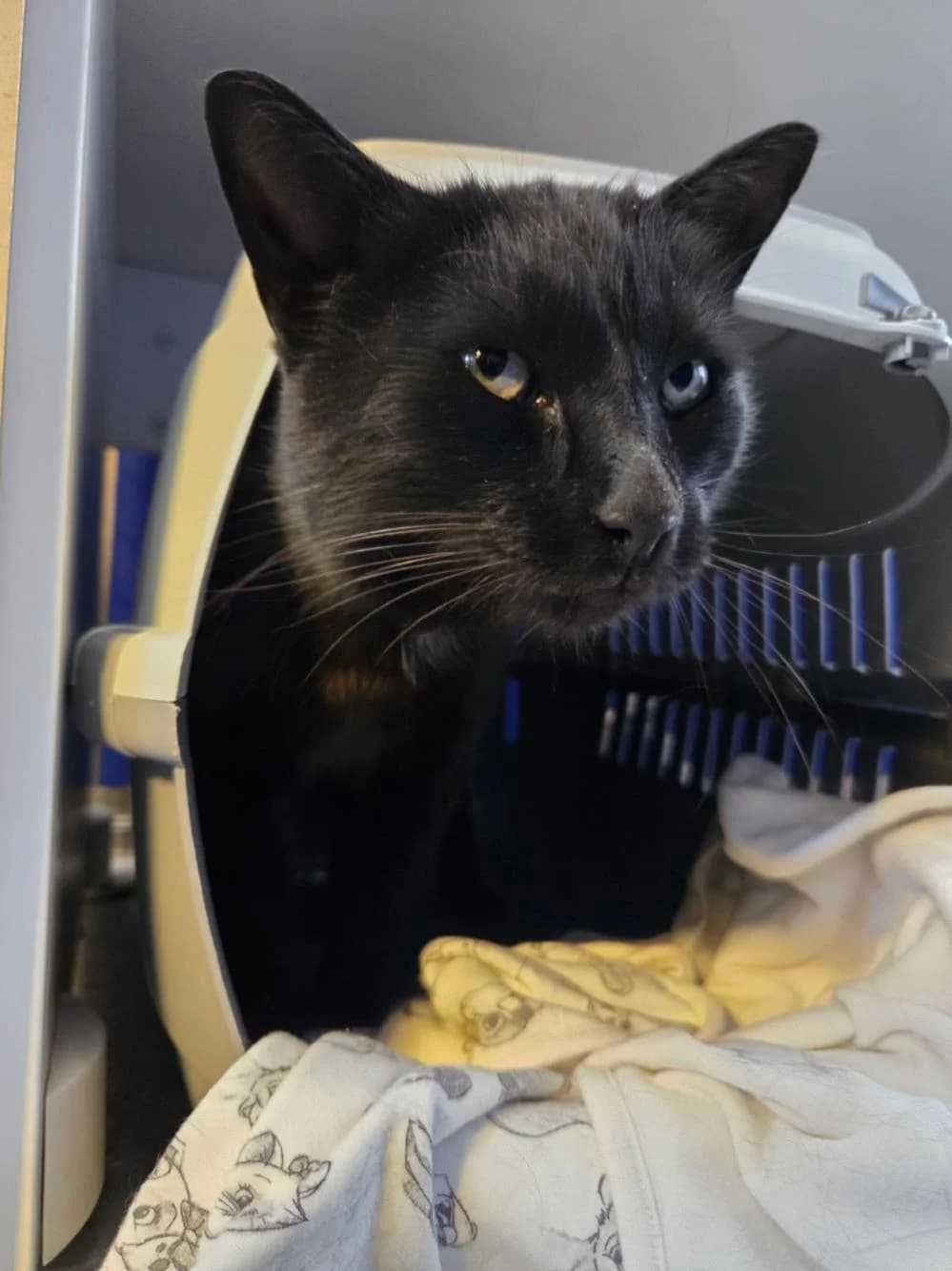 Cyril
                    available, black male Mixed Breed Cat for adoption at National Animal Welfare Trust, Watford — photo 2 of 6