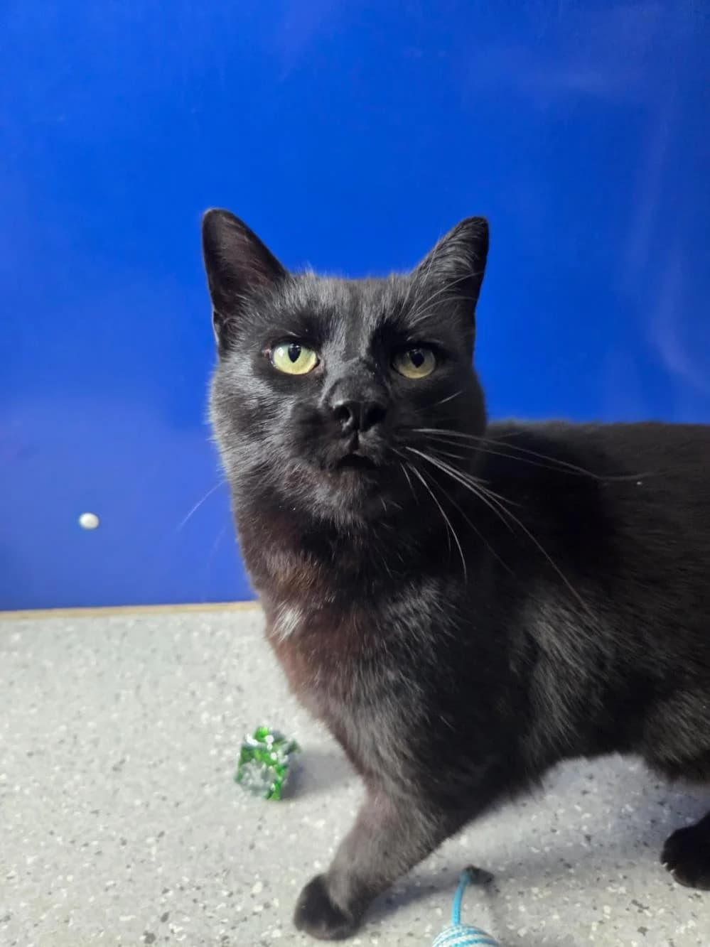 Cyril
                    available, black male Mixed Breed Cat for adoption at National Animal Welfare Trust, Watford — photo 3 of 6