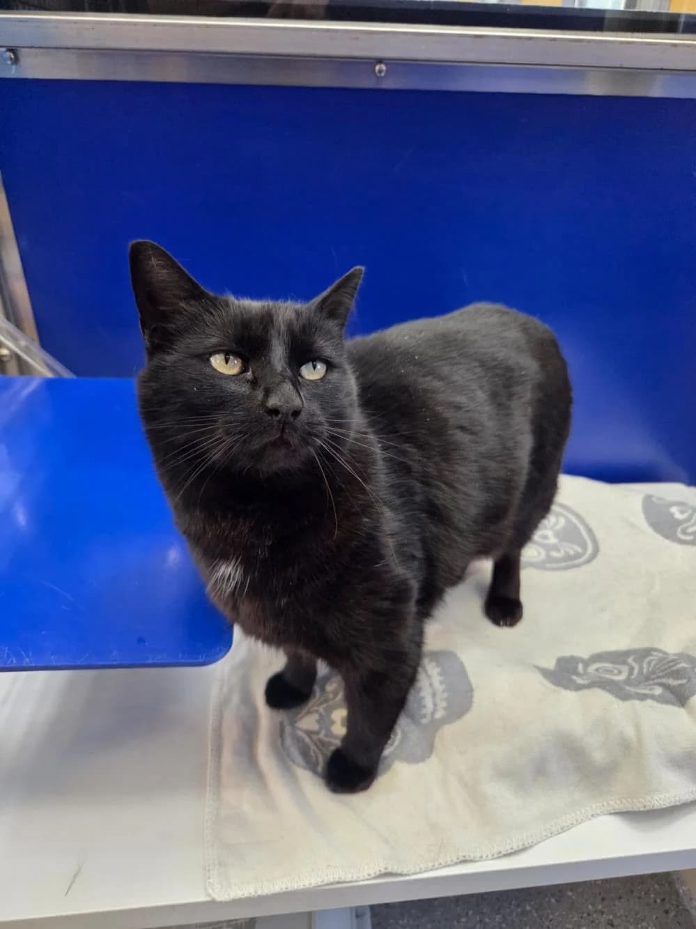 Cyril
                    available, black male Mixed Breed Cat for adoption at National Animal Welfare Trust, Watford — photo 4 of 6