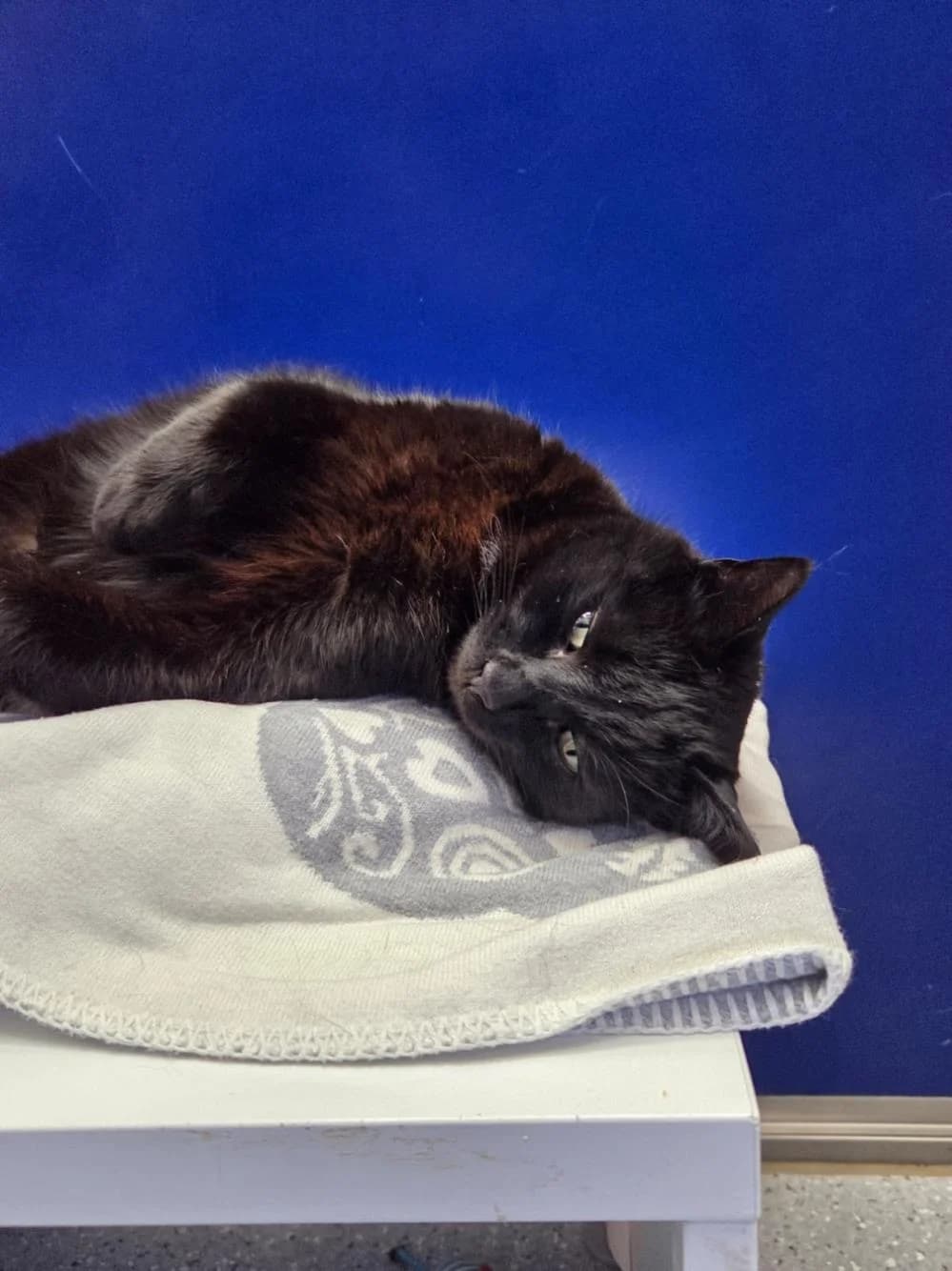 Cyril
                    available, black male Mixed Breed Cat for adoption at National Animal Welfare Trust, Watford — photo 5 of 6