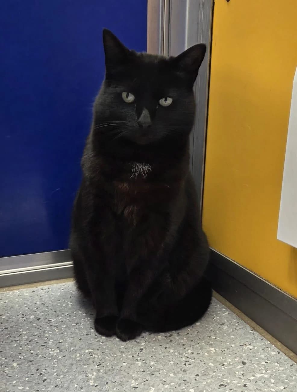 Cyril
                    available, black male Mixed Breed Cat for adoption at National Animal Welfare Trust, Watford — photo 6 of 6