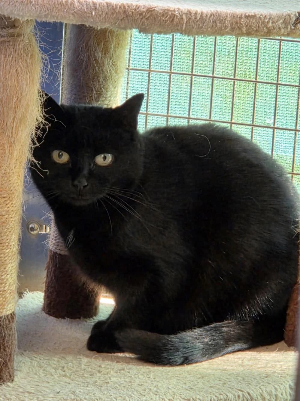 Sybil
                    available, black female Domestic Shorthair for adoption at National Animal Welfare Trust, Watford — photo 2 of 3
