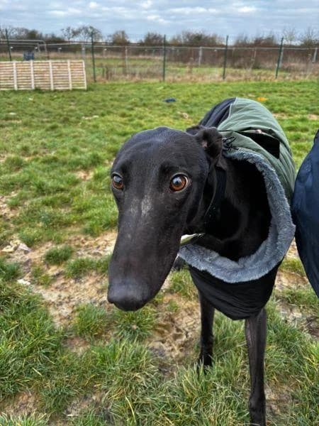 Ray available, male 3yo Greyhound for adoption at National Animal Welfare Trust, Watford