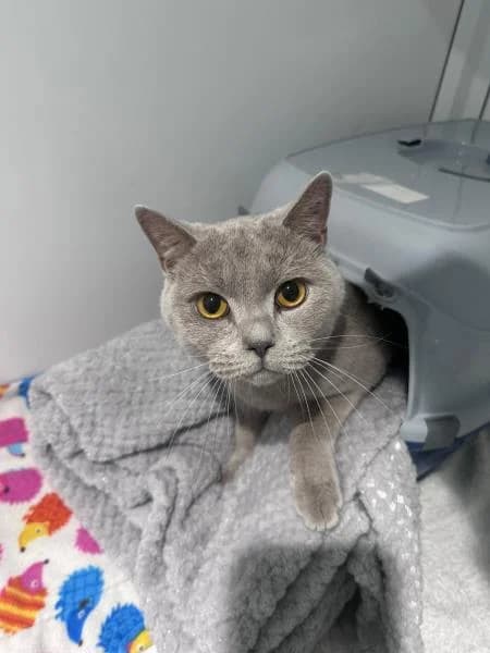 Beau
                    available, male British Shorthair for adoption at Watford