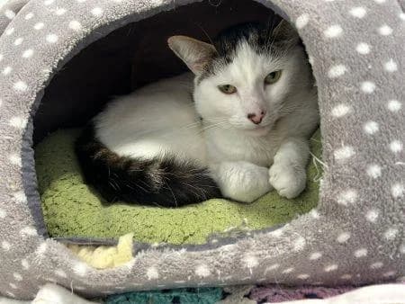 Leo
                    available, male Mixed Breed Cat for adoption at National Animal Welfare Trust, Watford — photo 2 of 5