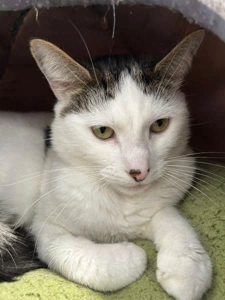 Leo
                    available, male Mixed Breed Cat for adoption at National Animal Welfare Trust, Watford — photo 3 of 5