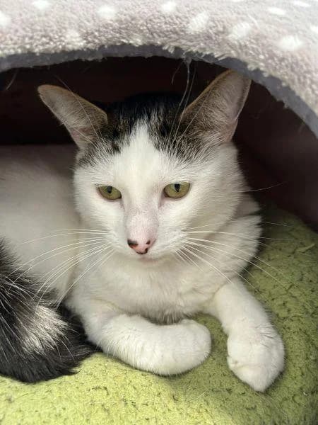 Leo
                    available, male Mixed Breed Cat for adoption at National Animal Welfare Trust, Watford — photo 4 of 5