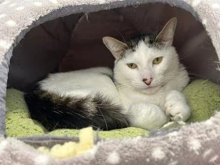 Leo
                    available, male Mixed Breed Cat for adoption at National Animal Welfare Trust, Watford — photo 5 of 5