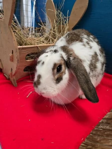 Daisy
                    available, female Domestic Rabbit for adoption at National Animal Welfare Trust, Watford