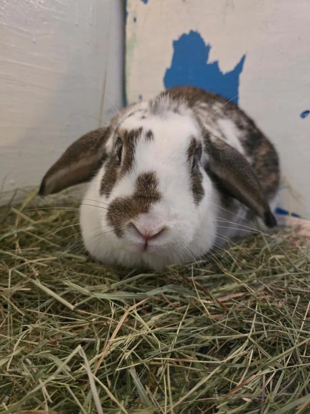Daisy
                    available, white female Domestic Rabbit for adoption at National Animal Welfare Trust, Watford — photo 2 of 7