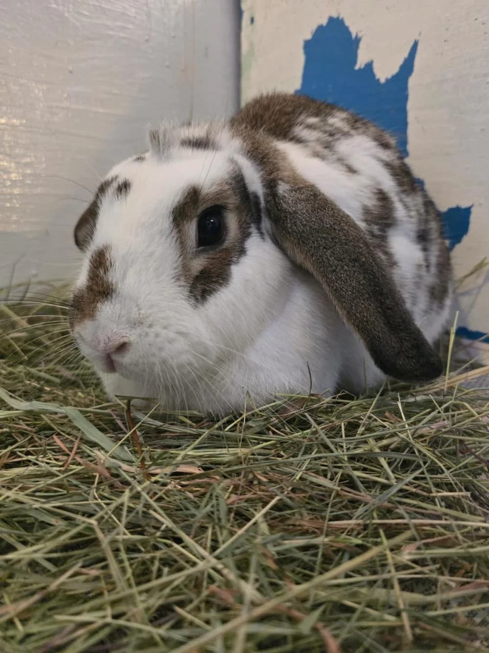 Daisy
                    available, white female Domestic Rabbit for adoption at National Animal Welfare Trust, Watford — photo 3 of 7