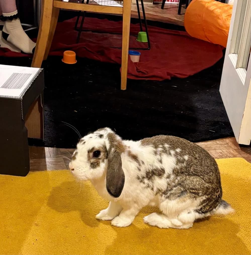 Daisy
                    available, white female Domestic Rabbit for adoption at National Animal Welfare Trust, Watford — photo 4 of 7