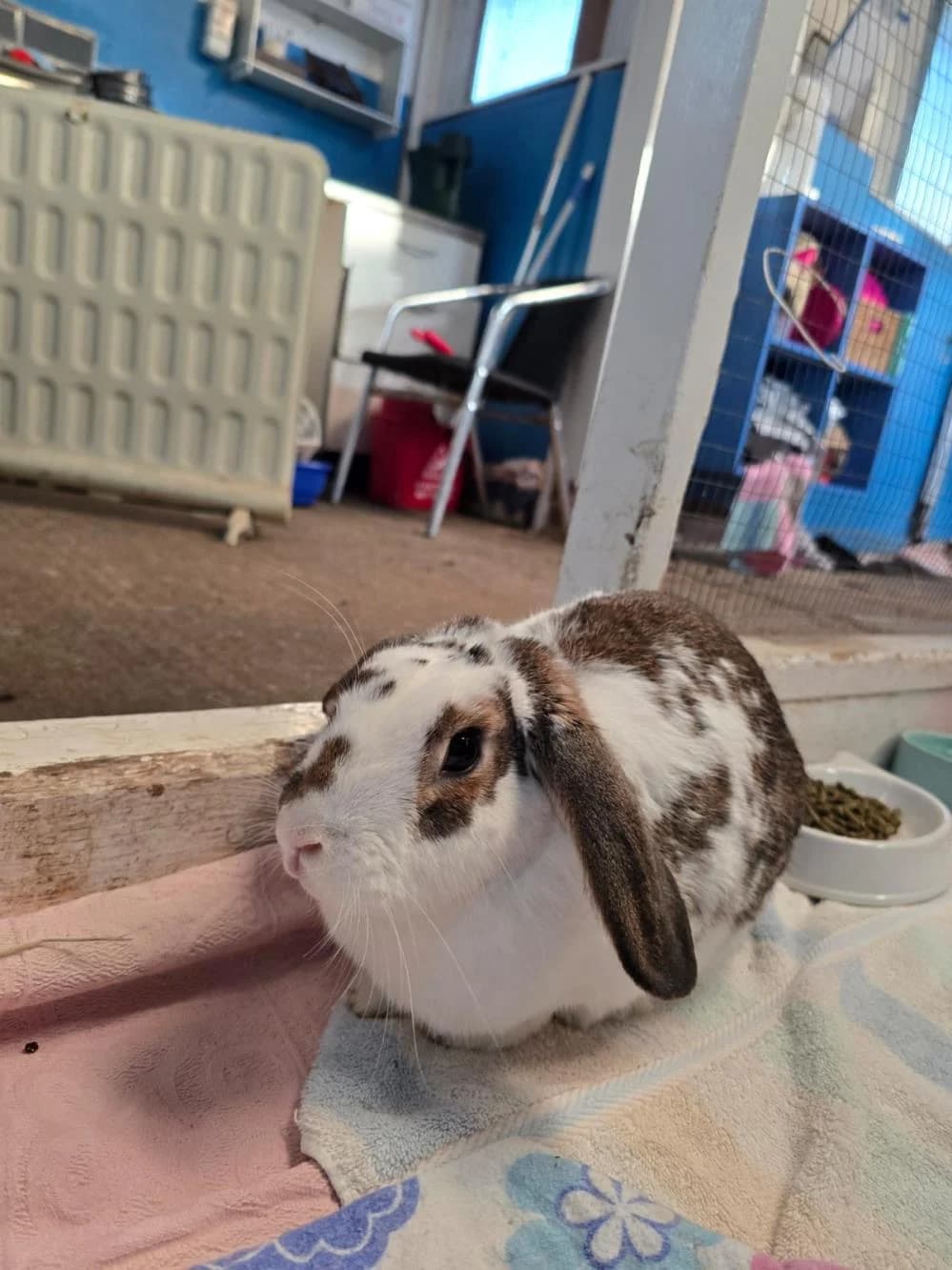 Daisy
                    available, white female Domestic Rabbit for adoption at National Animal Welfare Trust, Watford — photo 5 of 7