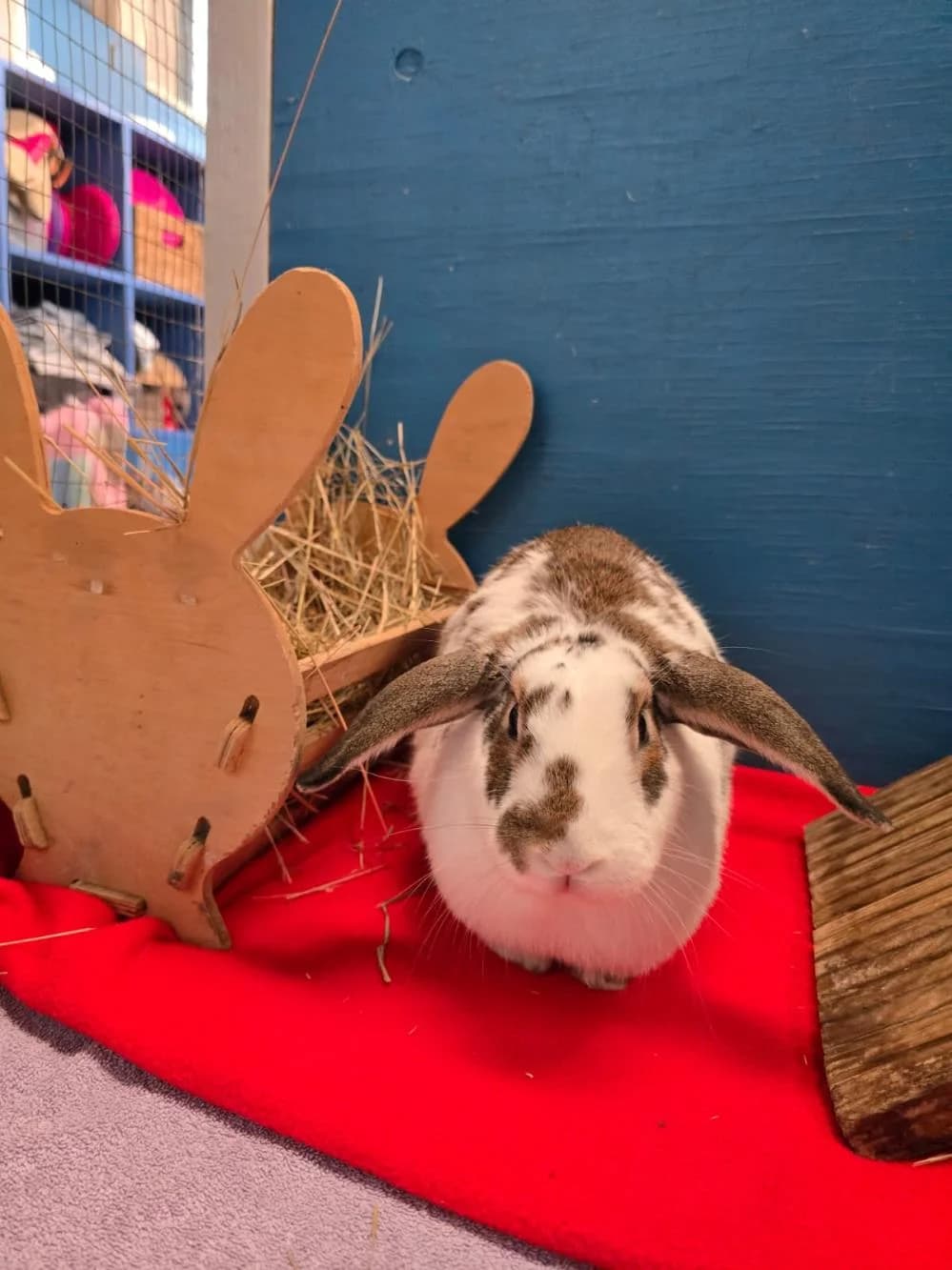 Daisy
                    available, white female Domestic Rabbit for adoption at National Animal Welfare Trust, Watford — photo 7 of 7