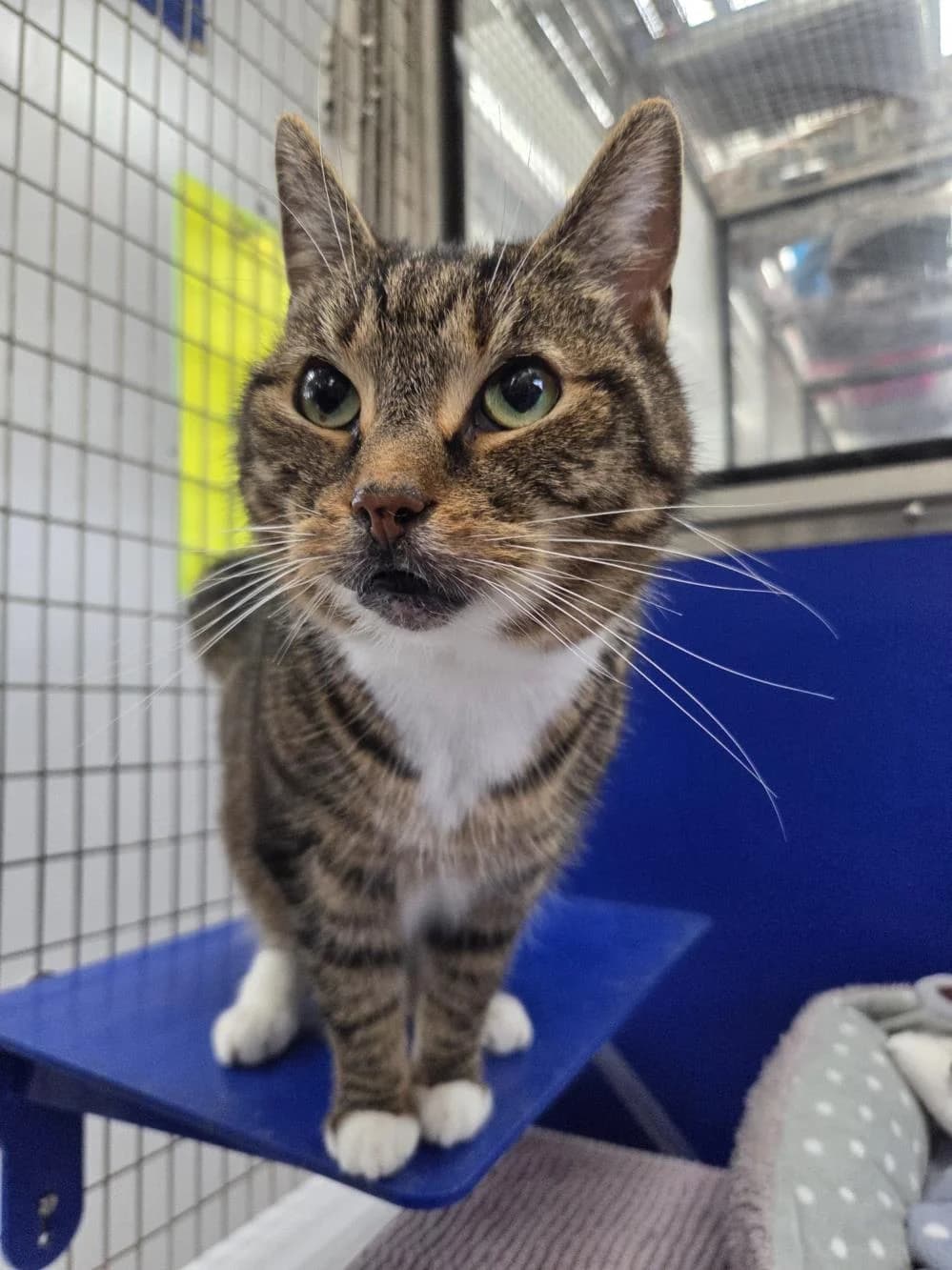 Lilly
                    available, brown tabby female Mixed Breed Cat for adoption at National Animal Welfare Trust, Watford — photo 2 of 3