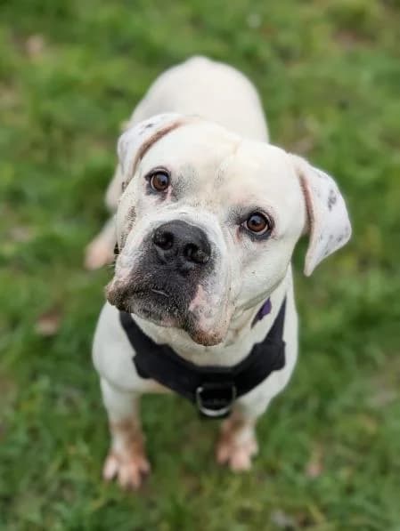 Chance available, male 5yo English Bulldog for adoption at National Animal Welfare Trust, Watford