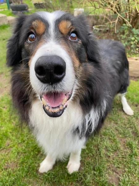 Scout available, male senior Collie for adoption at National Animal Welfare Trust, Watford