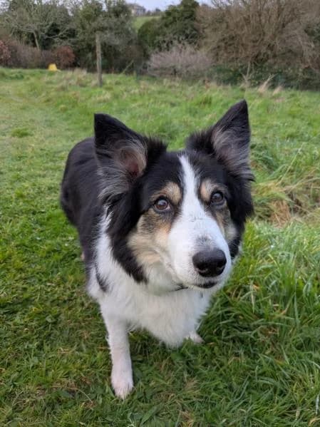 Tiegan available, female senior Border Collie for adoption at National Animal Welfare Trust, Watford