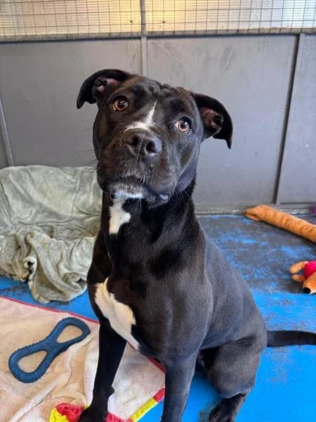 Sacha available, female young Staffordshire Bull Terrier for adoption at National Animal Welfare Trust, Watford