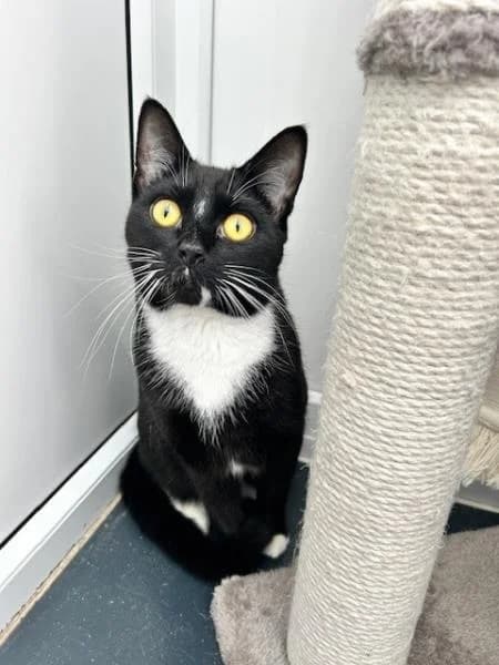Tim (and Tam)
                    available, male 3yo Domestic Shorthair for adoption at National Animal Welfare Trust, Watford