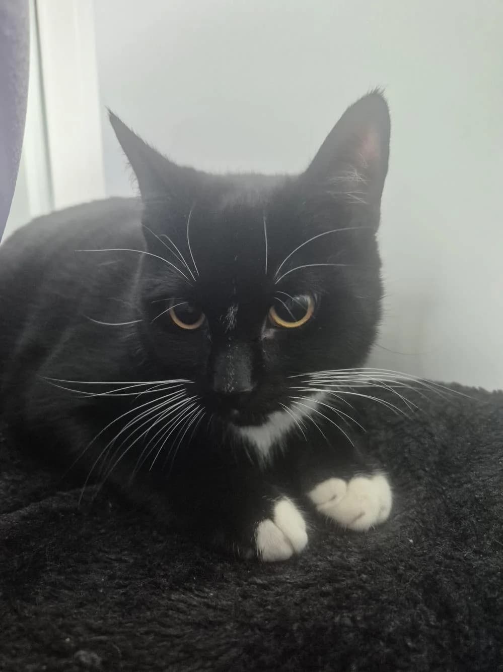 Tim (and Tam)
                    available, black male Domestic Shorthair for adoption at National Animal Welfare Trust, Watford — photo 2 of 3
