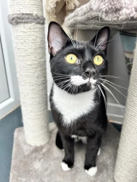 Tam (and Tim)
                    available, male 3yo Domestic Shorthair for adoption at National Animal Welfare Trust, Watford