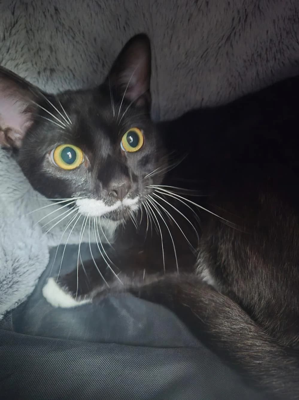 Tam (and Tim)
                    available, black male Domestic Shorthair for adoption at National Animal Welfare Trust, Watford — photo 2 of 3