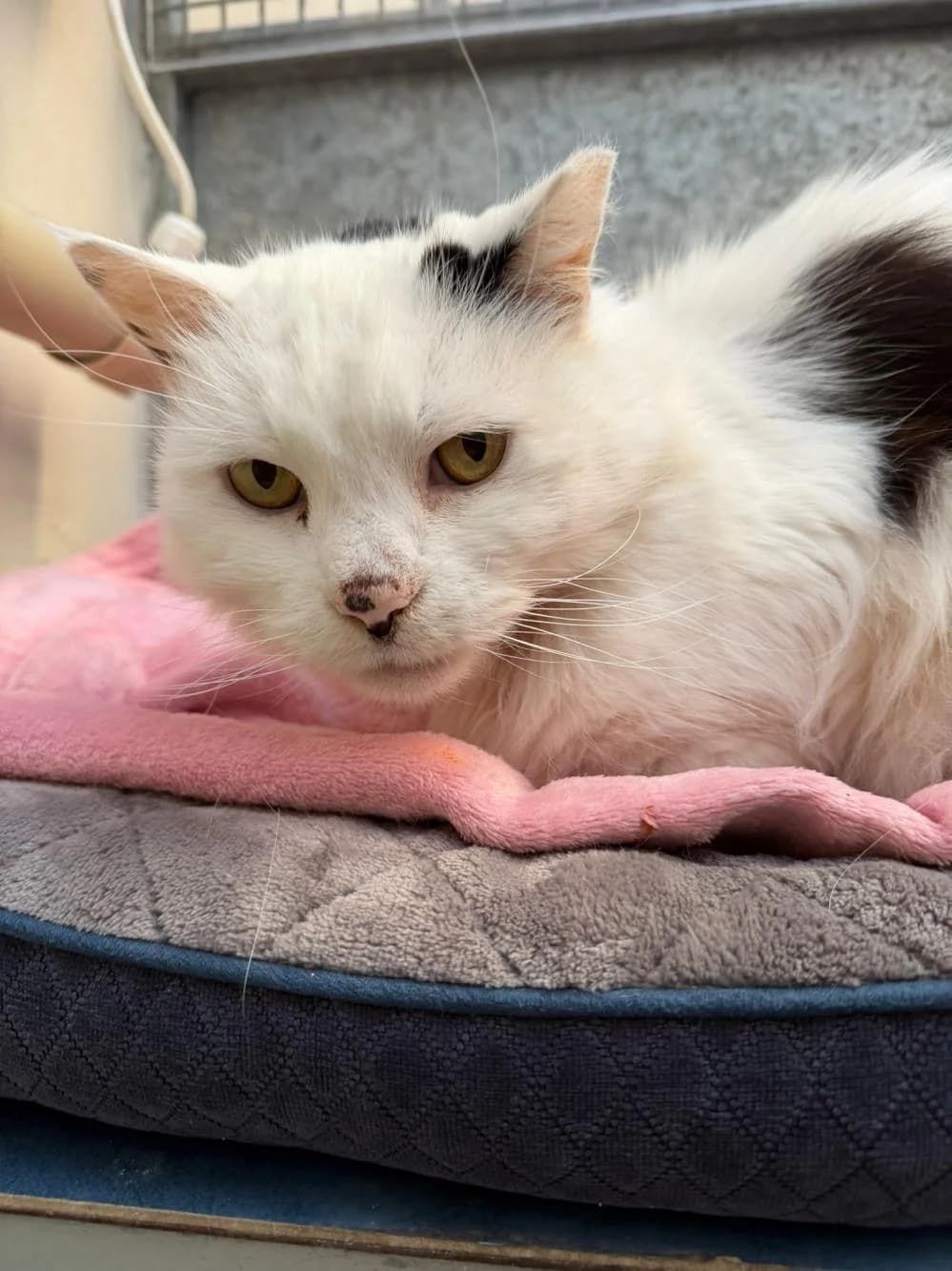 Nigel
                    available, white male Mixed Breed Cat for adoption at National Animal Welfare Trust, Watford — photo 2 of 4