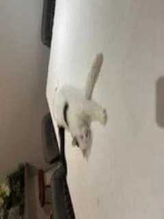 Nigel
                    available, white male Mixed Breed Cat for adoption at National Animal Welfare Trust, Watford — photo 3 of 4