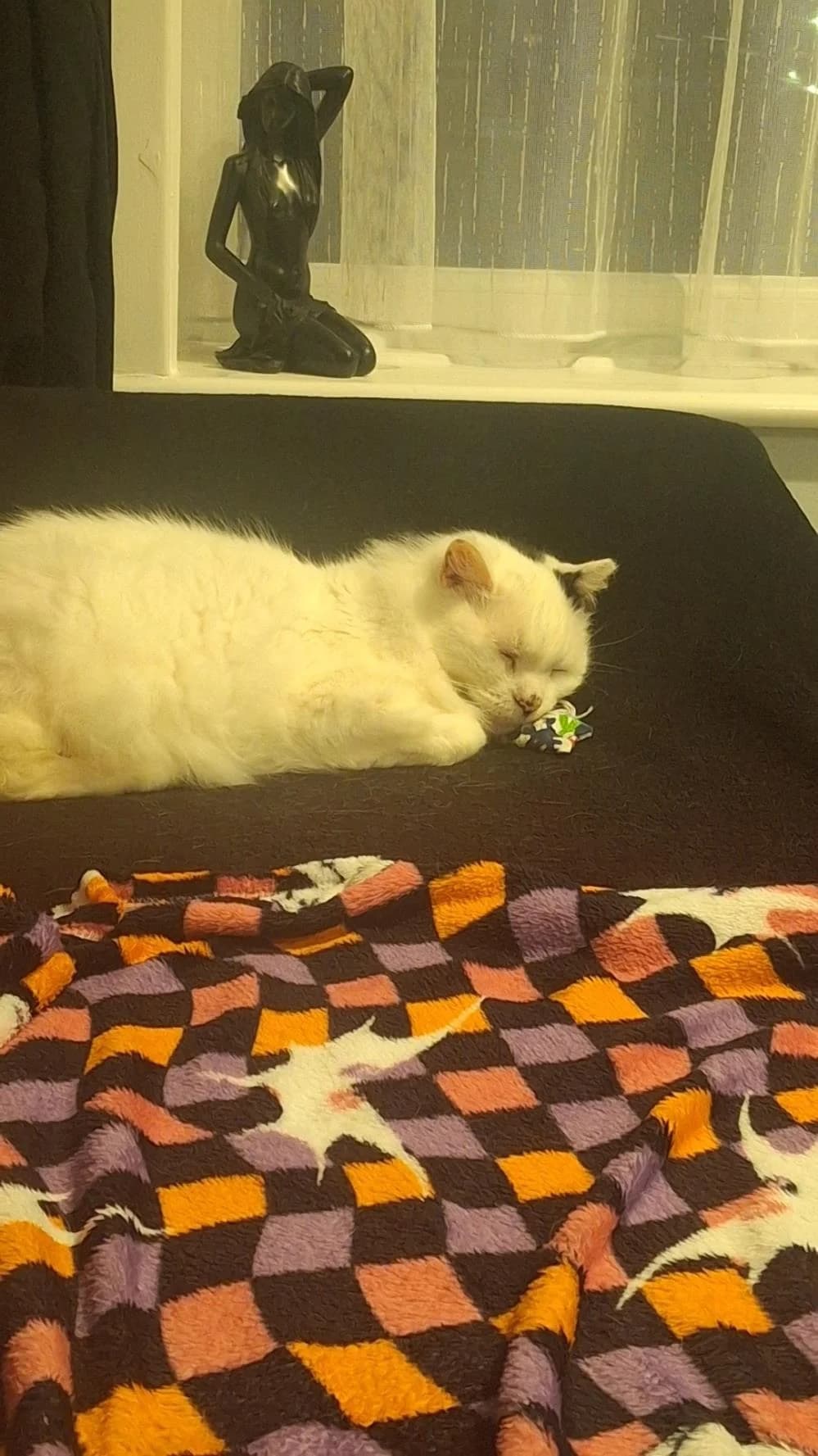 Nigel
                    available, white male Mixed Breed Cat for adoption at National Animal Welfare Trust, Watford — photo 4 of 4