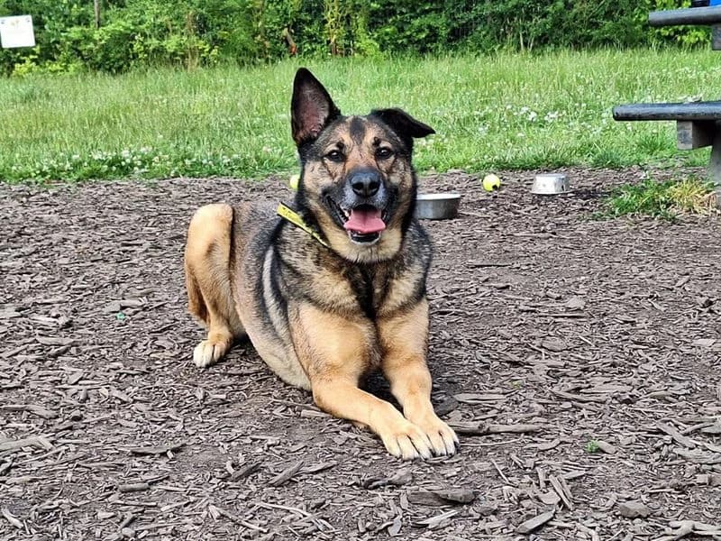 Nala, female 7yo Belgian Malinois for adoption at Dogs Trust Merseyside, Liverpool