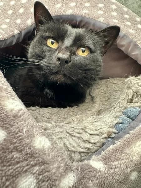 Parsnip
                    available, female Mixed Breed Cat for adoption at Watford