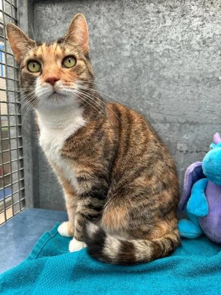 Winnie
                    available, female Mixed Breed Cat for adoption at Watford