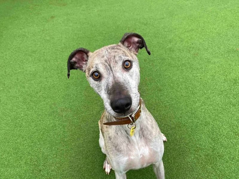 Spring, female senior mixed breed for adoption at Dogs Trust Darlington, Sadberge